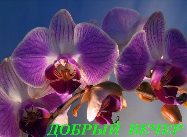 Р. Пусть этот вечер будет по-новому прекрасным, а сердце будет согрето воспоминаниями, улыбками, ...