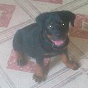 ��������� ������� ��������� �� ������� ���� ����������