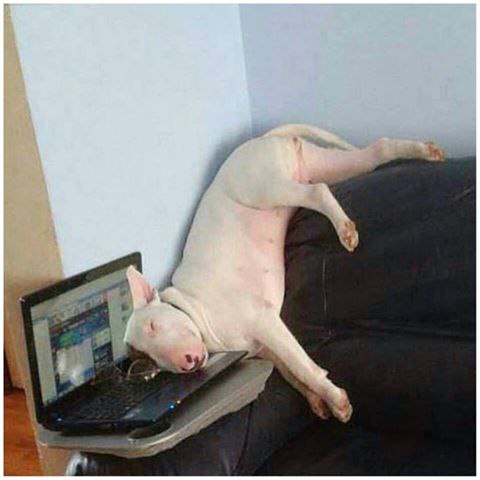 Спокойной ночи, устраивайтесь поудобнее и приятных сновидений