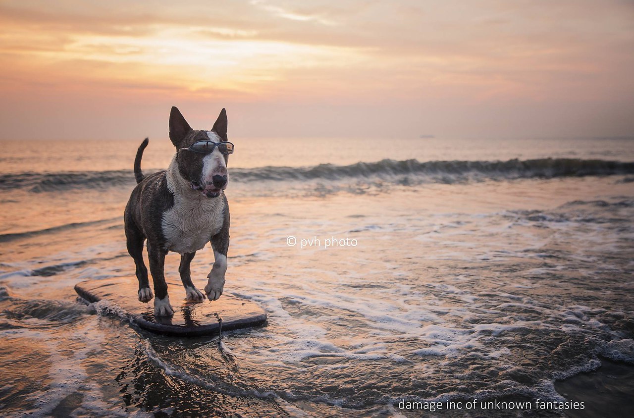 Вне зависимости от того, сколько у вас денег и прочих приобретений, если у вас есть собака — вы ...