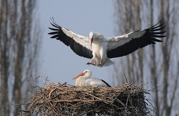 Каждый год аист пролетает 13 000 км, возвращаясь к подруге.17 лет назад самку аиста Малену ...