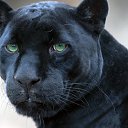 ���� �����, ���� - ��������� 15 ��� 2016 � ������ ���� ����������