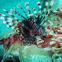 ���� Eric, ����, 61 ��� - ��������� 29 ������ 2016 � ������ �The beauty of the sea�