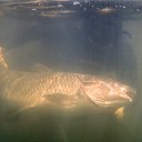 ���� ��������, ����-�������, 61 ��� - ��������� 28 ����� 2016 � ������ ���� ����������