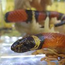 ���� ������, ������, 51 ��� - ��������� 25 ������ 2016 � ������ �����������-11�