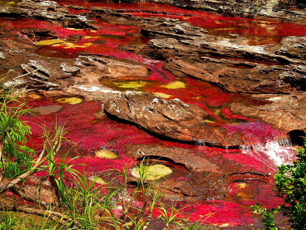   (Cano Cristales -  )    . - 3