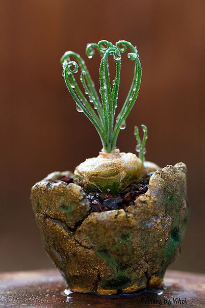 Albuca Spiralis(Альбука Спиральная) - растение с "завивкой" - 6