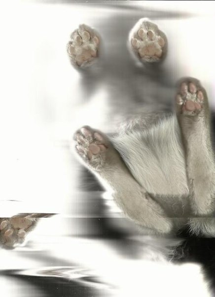 Сканирование кошки — вот то, ради чего действительно стоит жить. - 7