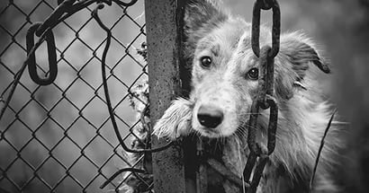 !!!!!РЕПОСТ!!!!! https://vk.com/fond_wuff.Все, что отдаем, возвращается к нам любовью!Четвероногие ... - 2
