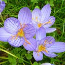 ���� Eric, ����, 61 ��� - ��������� 21 ��� 2016 � ������ �Flora and fauna�