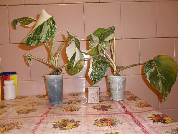  .  .  (M. deliciosa f. variegata)  ... - 2