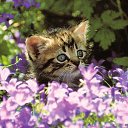  ,  -  11  2016    Ȼ