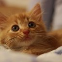 ���� �������, �����-���������, 55 ��� - ��������� 3 ������� 2016 � ������ ��������