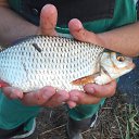 ���� �������, ������, 36 ��� - ��������� 8 ������� 2016 � ������ ���� ����������