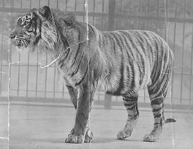    (Javan Tiger),      1994 .    ...