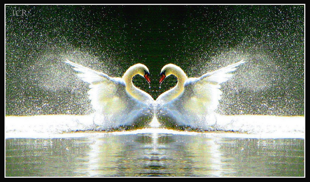 Происхождение символа сердца пошло от пары лебедей, плывущих навстречу друг другу на фоне ... - 5