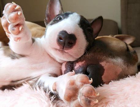 Английский бультерьер. - 14 мая 2016 в 15:55