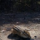 ���� �������, ����������, 50 ��� - ��������� 25 ��� 2016 � ������ ������� 22.05.2016�