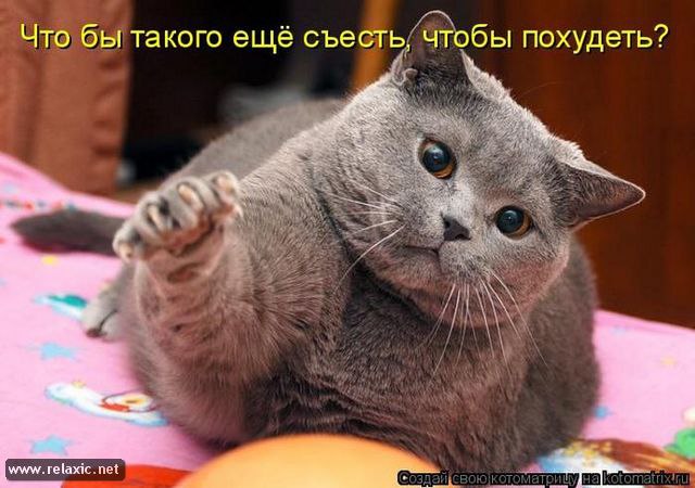 Дневник Кота-2.С утра Эта не давала пожрать. Типа, и так две миски полных стоят. Пришлось изображать ...