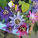 ���� Eric, ����, 61 ��� - ��������� 21 ��� 2016 � ������ �Flora and fauna�