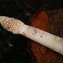 ��� ���� ������� �� ������� �������� �������