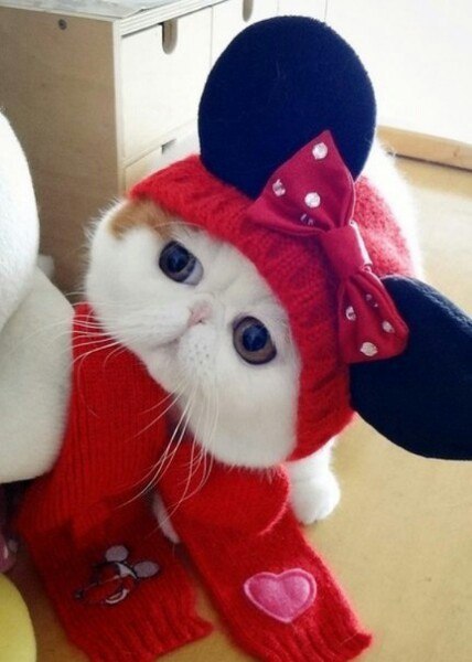 Котики в шапочках. Это именно то, что тебе сейчас нужно :) - 4