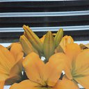 FREYA (��-������) ���� �������� �� ������� ���� ����ۻ