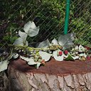 ���� Aleks, ������ - ��������� 28 ������ 2016 � ������ ������ ��������