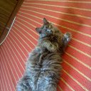 ���� �����, ����, 43 ���� - ��������� 9 �������� 2016 � ������ ���� ����������