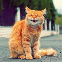 ���� �����, �����������, 56 ��� - ��������� 4 ������� 2016 � ������ ������ ��������