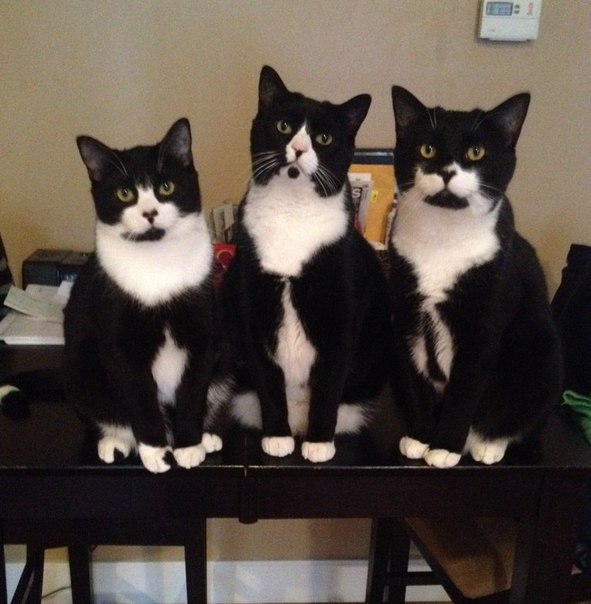 Когда вы опаздываете в филармонию, а твой человек долго собирается