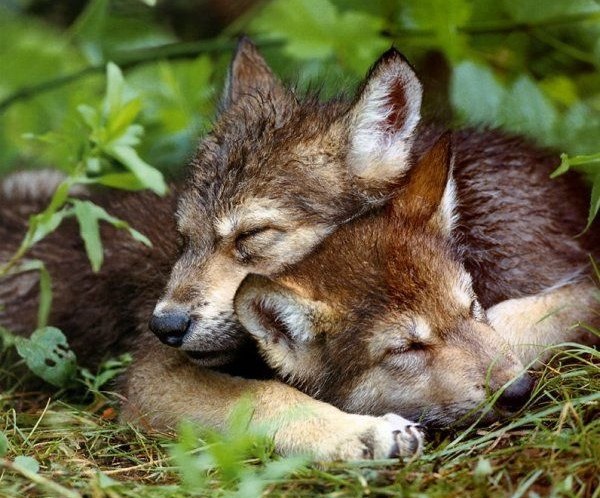 В мире животных - 30 марта 2016 в 17:50