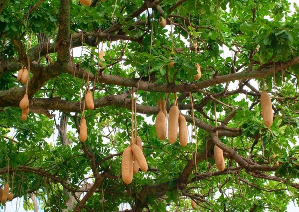Колбасное дерево (Kigelia africana, Кигелия африканская) называется так из-за своих плодов, которые ...