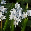 Pervocvet... �� ������� �2016g.�