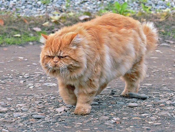 ПОСЛЕДНИЙ ДЕНЬ СТАРОГО КОТА.Почуял старый котбездомный,Трущобник во семидворах,Что жить ему ...
