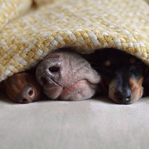 ***.- ,     .        , , .... - 2