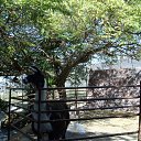 ���� Kazimieras, ����� - ��������� 13 ���� 2016 � ������ �Tenerife�