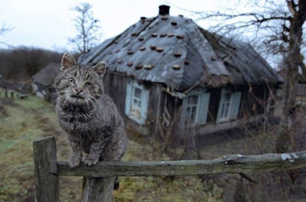 Кот Адольфий теплыми ночами любит спать на полу и рассказывать хозяевам добрые истории про котов. ...