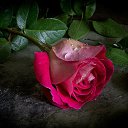 ���� ������, ������ - ��������� 18 ��� 2016 � ������ ����� �����