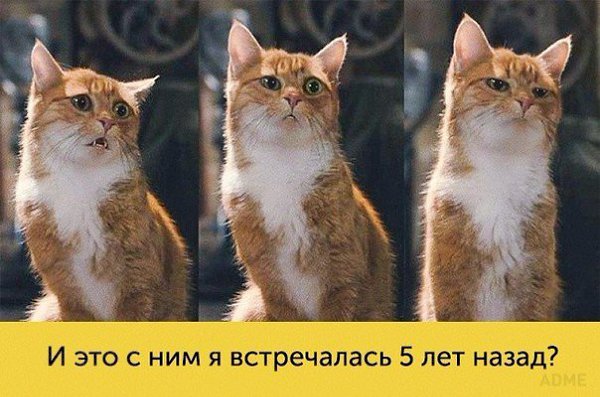 ����, ������ ������� ����� ������ ������������