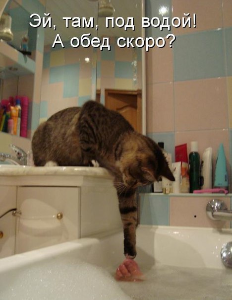 Без кота и жизнь не та - 12 марта 2016 в 07:05