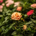 ���� ������, ������, 43 ���� - ��������� 26 ���� 2016 � ������ ���� �����������
