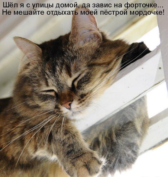 Без кота и жизнь не та - 23 марта 2016 в 09:34