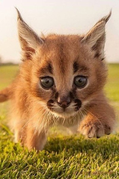  (Caracal caracal),       .    ... - 6