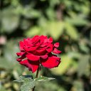 ���� �����, �������, 71 ��� - ��������� 9 ������� 2016 � ������ ���� ���������� ����-�����