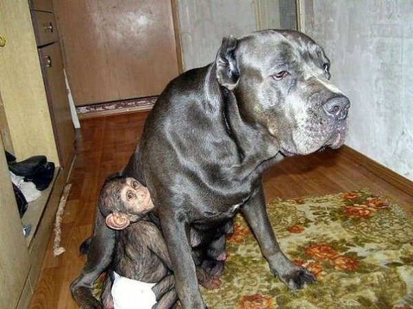 Ну разве важно как выглядит любящая мама? :).Когда в зоопарке умерла шимпанзе, недавно родившая ... - 4