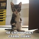 ���� Zazik, �������, 53 ���� - ��������� 7 ������� 2016 � ������ ���� ����������