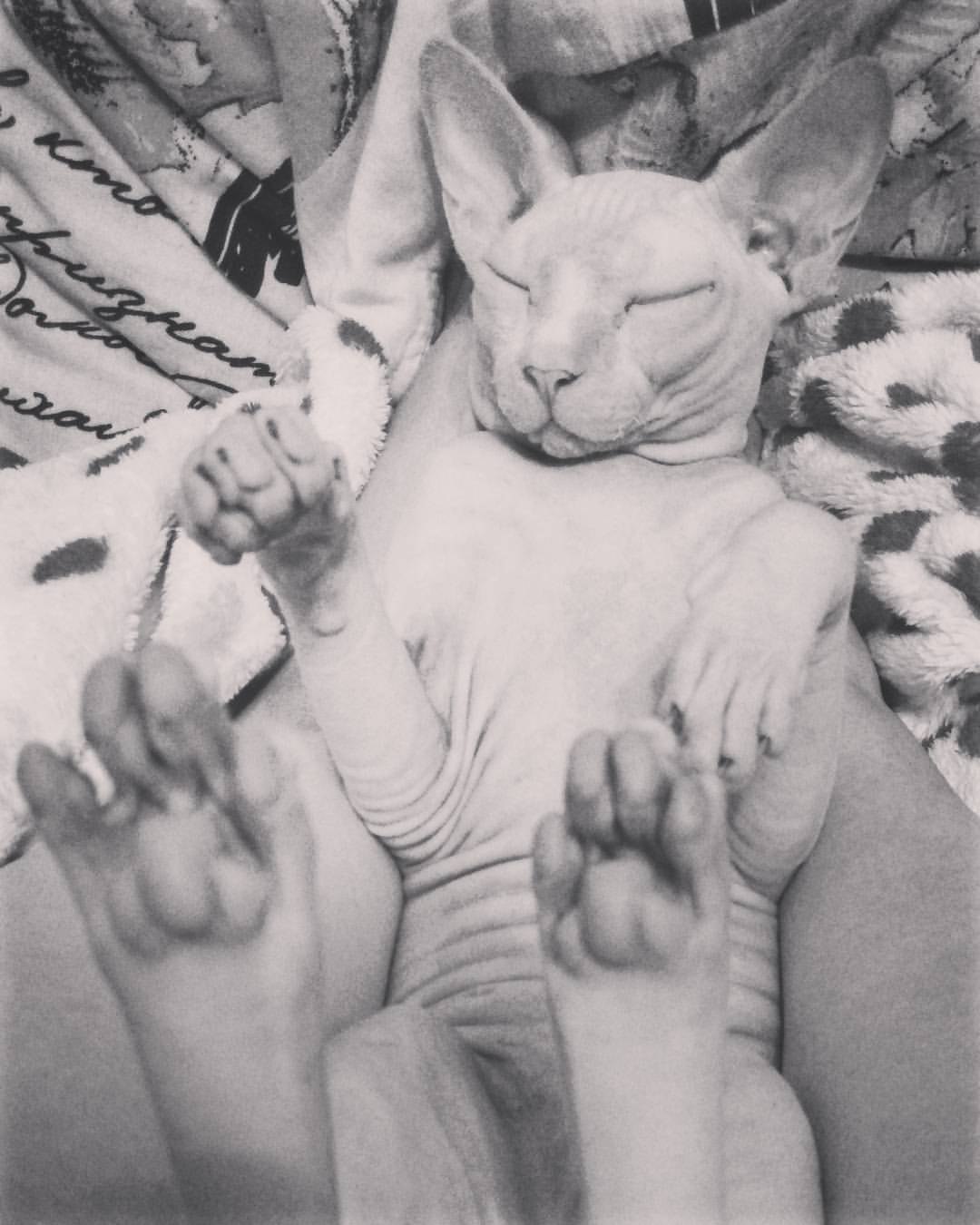 #sphynx