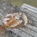 ���� �����, �����������, 62 ���� - ��������� 4 ������ 2016 � ������ ���� ����������