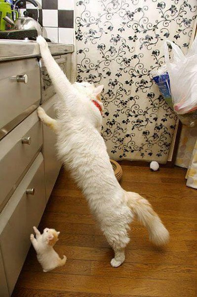 CATS OF ALL - 17 ������� 2016 � 20:44